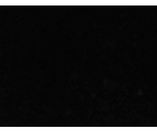 31100340204-1 web .jpg