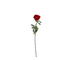 31700220384-1.jpg