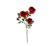 31700220516 web.jpg